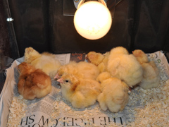 Chicks in brooder