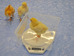 Weighing the chicks