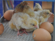 Chicks and eggs