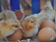 Chicks and eggs