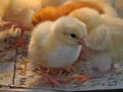 The chicks begin to grow feathers.