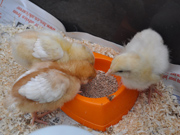 Chicks begin to grow feathers